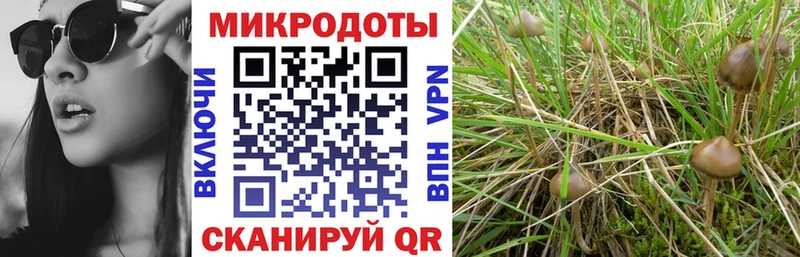 Купить закладки  Приморск  Галлюциногенные грибы мицелий 
